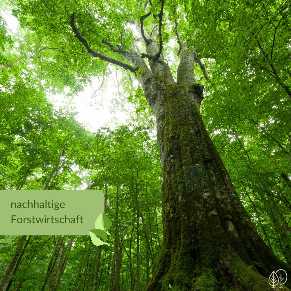 nachhaltige Forstwirtschaft